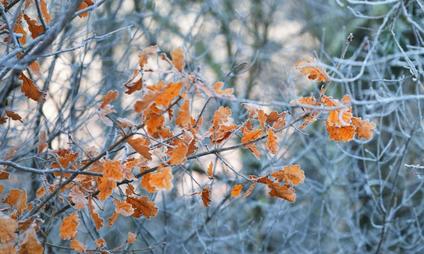 Winter bg